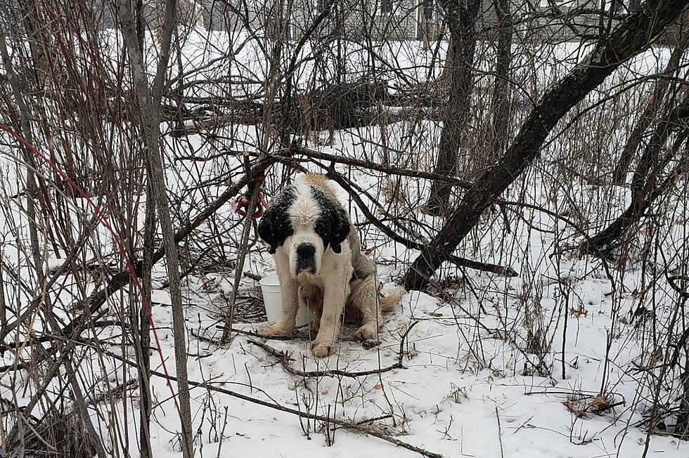 Missing St. Bernard Found After 17 Days Lost in the Minnesota Cold