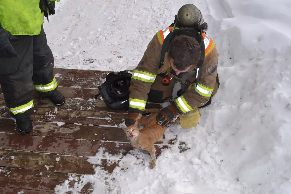 Pine City Cat Saved From Fire Was "Crabby" Says Fire Dept.