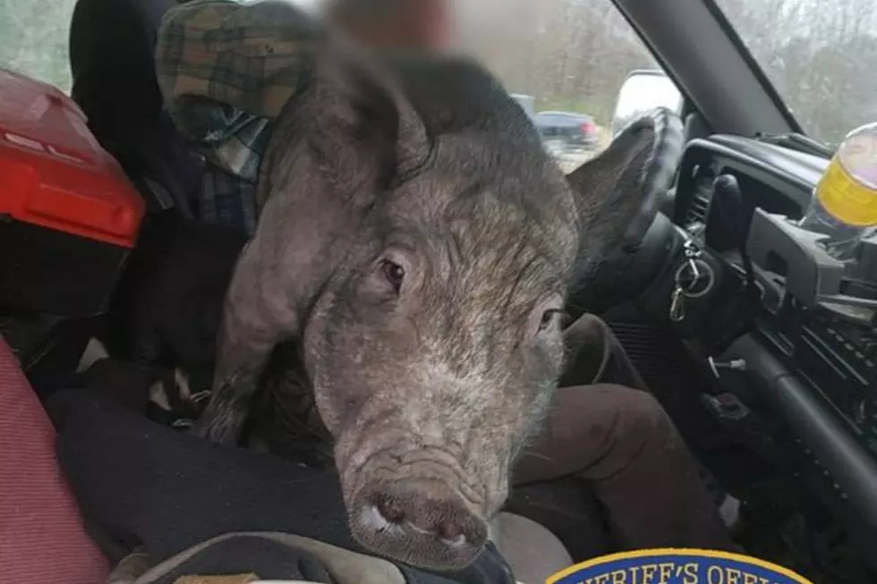 MN Deputy Pulls Over Distracted Driver with Pig on His  Lap