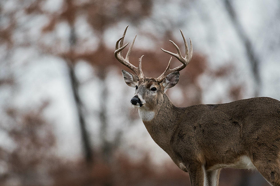 MN Makes List of States Where You’re Most Likely to Hit a Deer