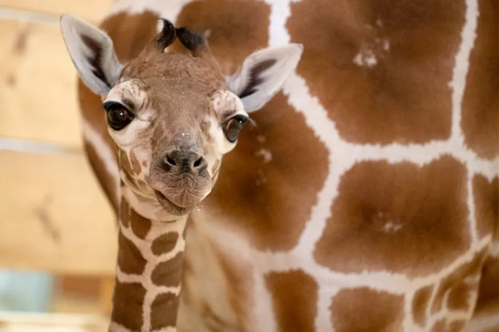 Como Zoo Announces New Baby Giraffe’s Name: Sota!