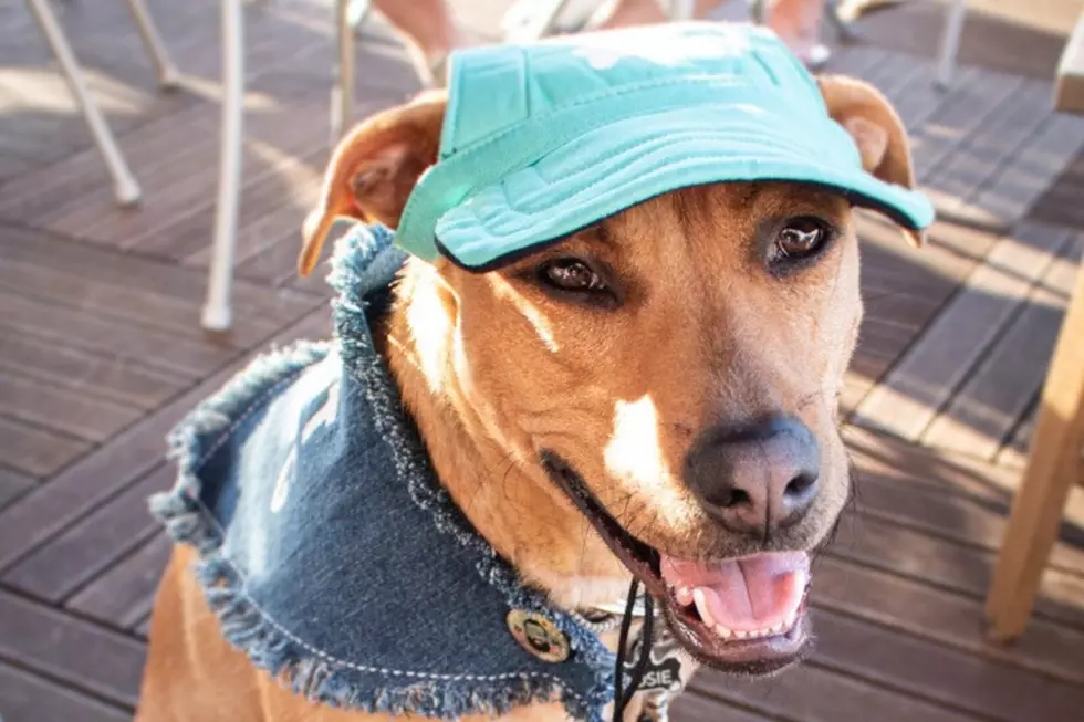 Minnesotans Share Photos of Their Pets on #NationalDressUpYourPetDay