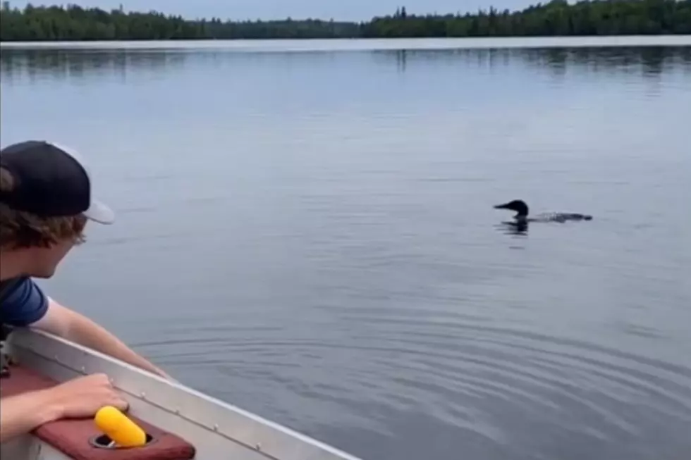 Watch: MN Fisherman Hand-feeds Loon in Wild Video
