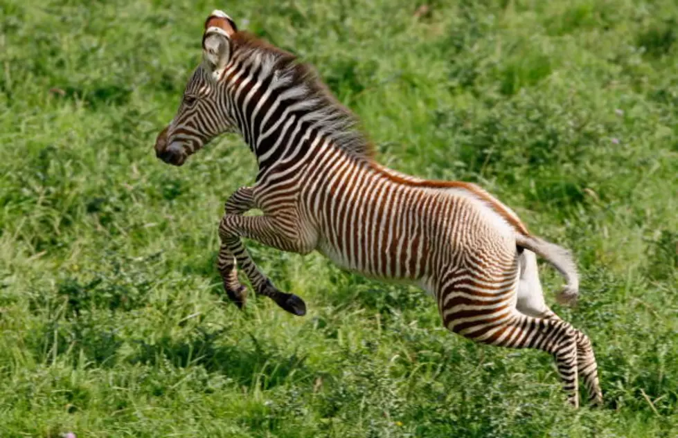 Baby Zebra Just Born at Hemker Park &#038; Zoo