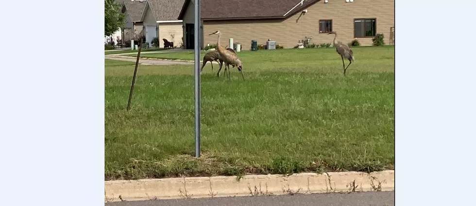 What Are These Giant Birds And Why Do They Want Me Dead?