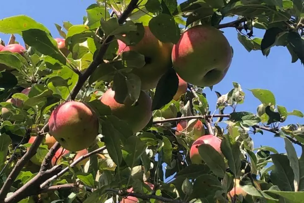 Central MN Apple Orchards Near You