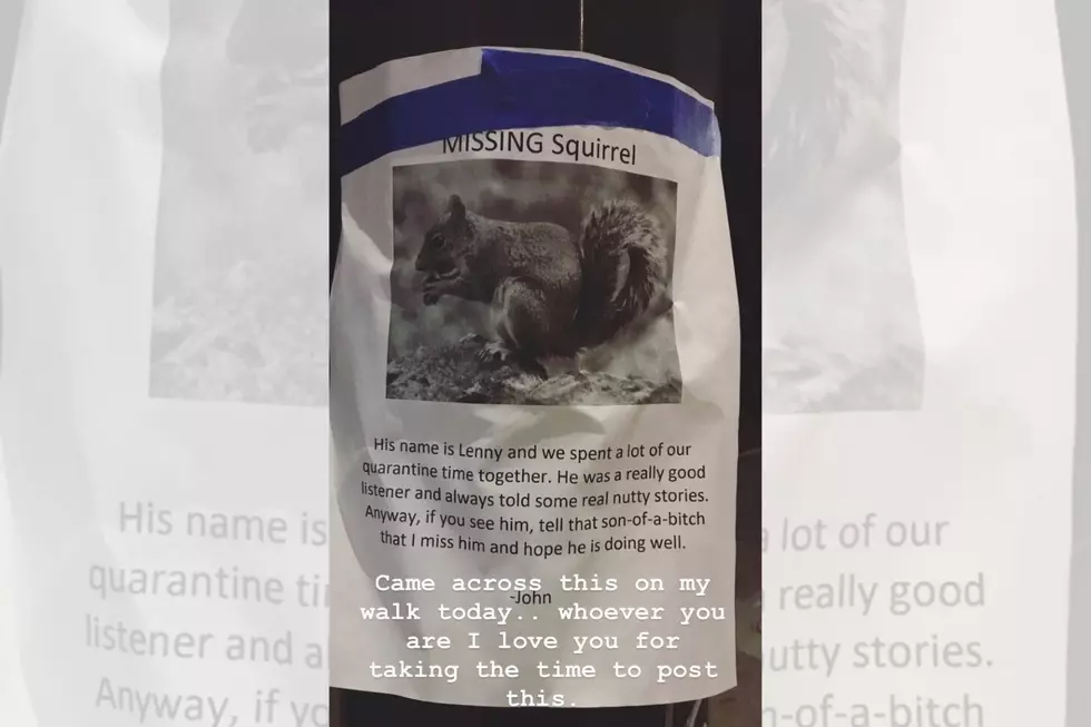 MN Man Posts Hilarious Sign for His Missing Quarantine Companion