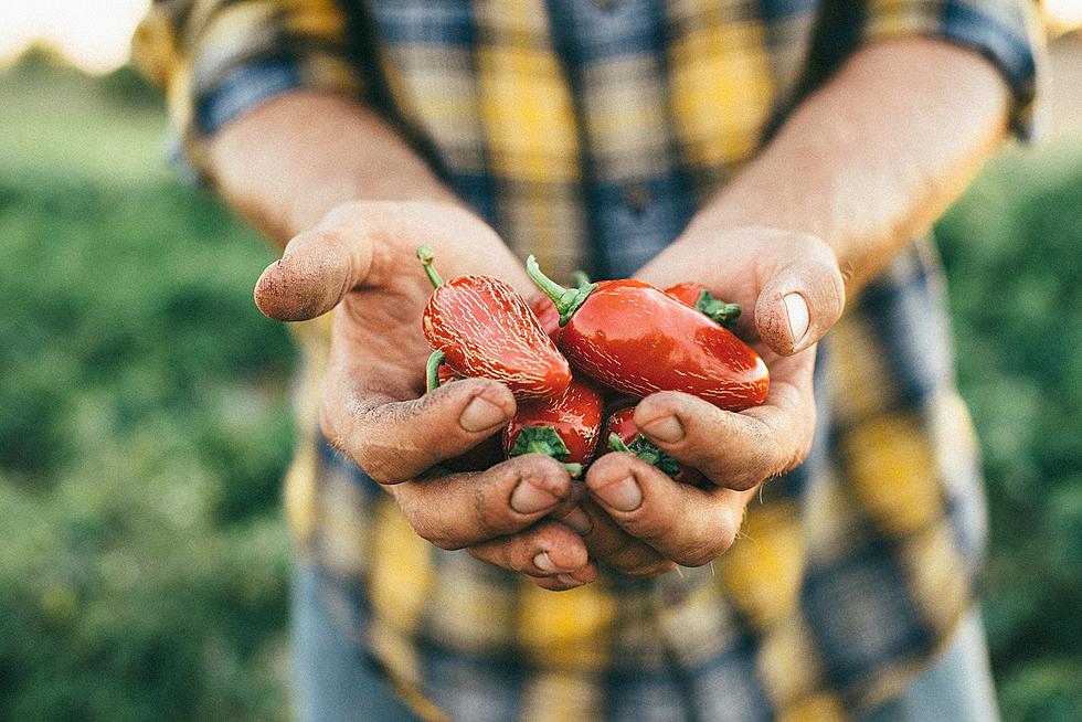Hail-Damaged MN Pepper Farm's Story Featured in Food & Wine