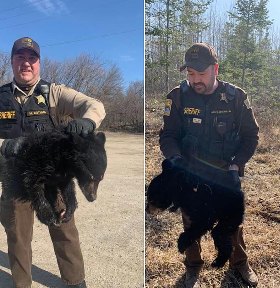 Deputies Rescue Bear Cub In Itasca County