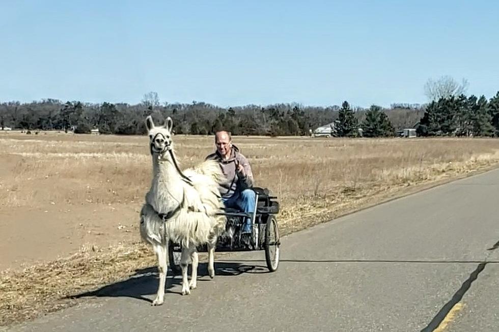 Central MN Man Spotted Driving His…Llama [PHOTO]