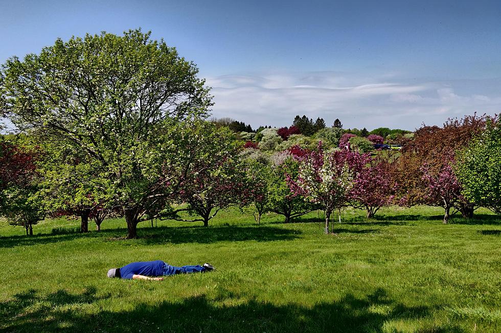 MN Man “Falls” in Love with Arboretum, Becomes One With Nature