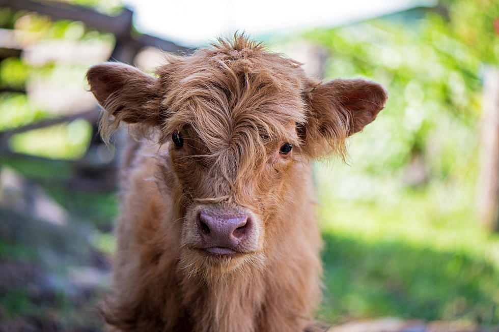 New Hobby Farm 100 Acre Homestead Opens to Public in Princeton