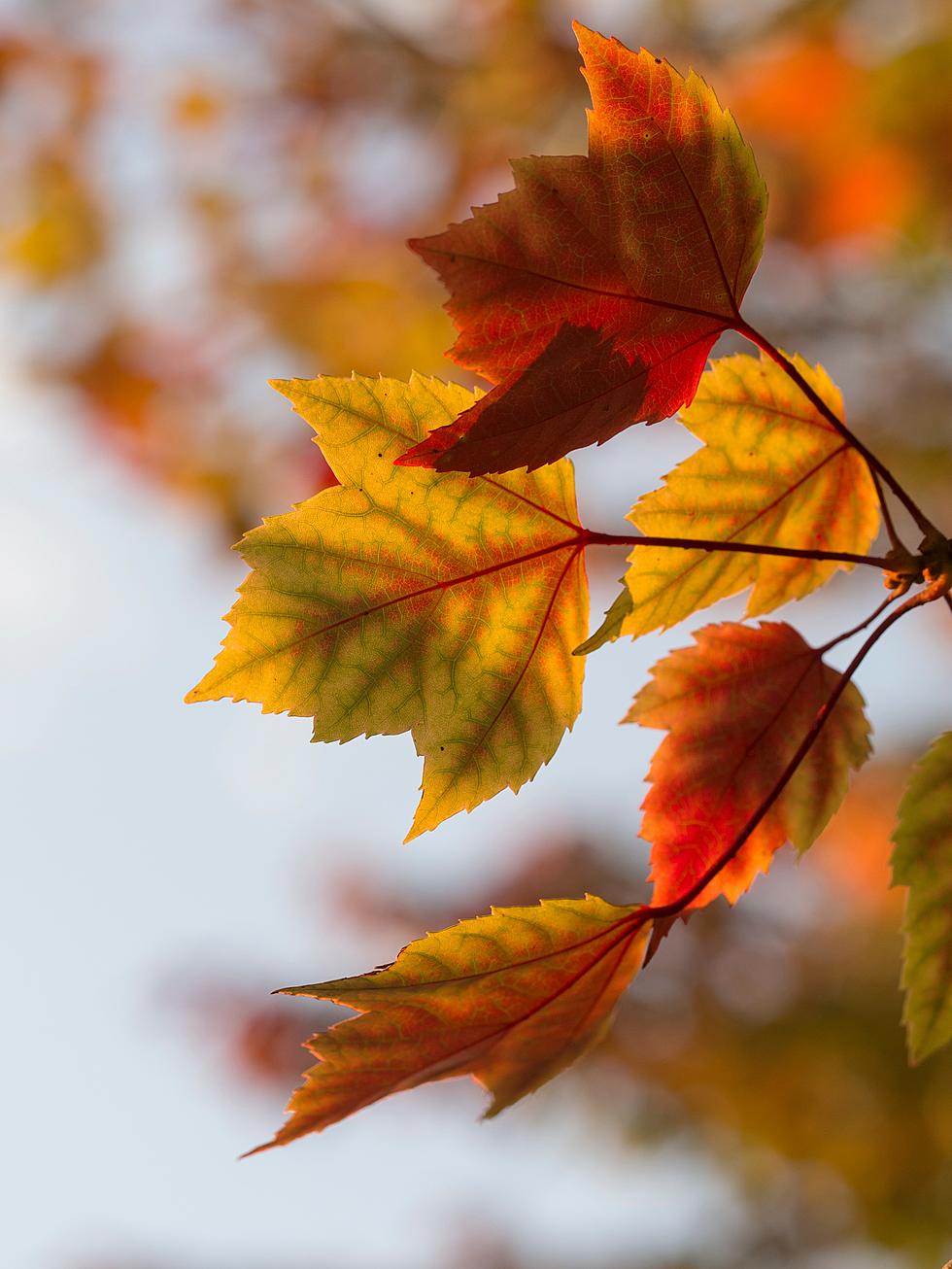 MN DNR Calls This Weekend The ‘Last Hurrah Of Fall’