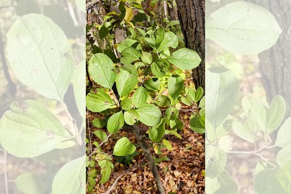 If You See this Plant on Your Property, Remove It Immediately