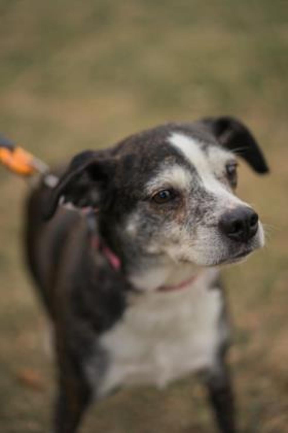 18 St. Cloud Shelter Dogs Need A Home This Holiday