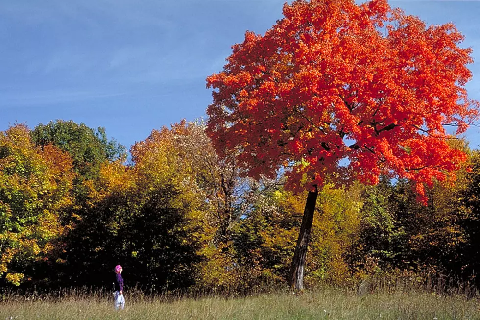 Courtesy: DNR of MN