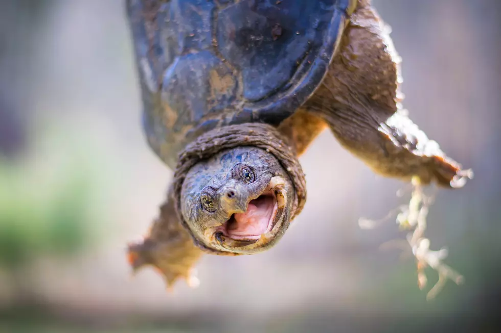 Ever Seen A Snapping Turtle This Big? See Pic taken in Central MN