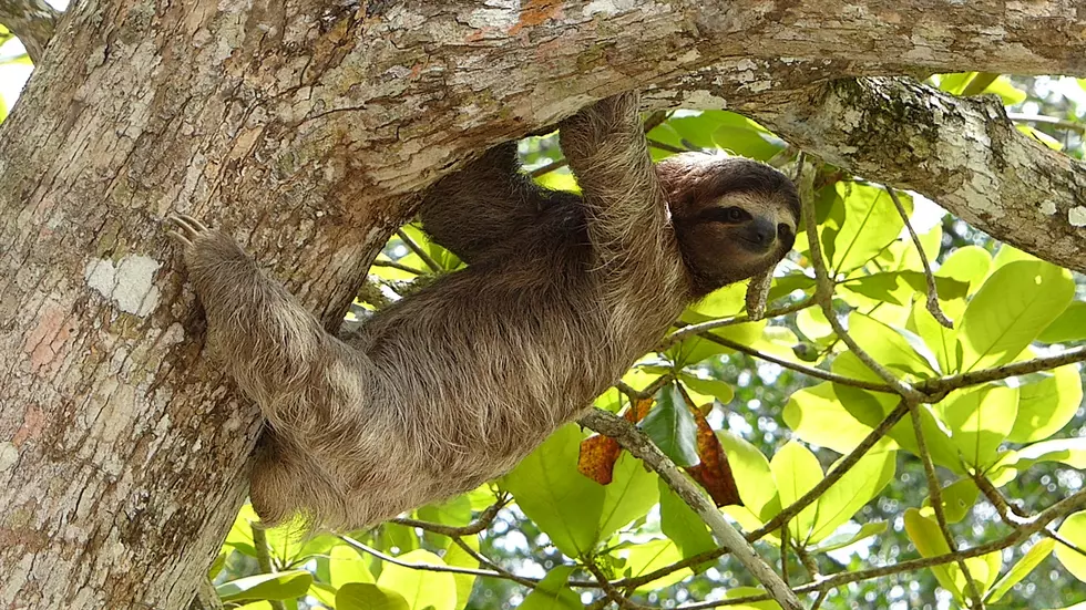PETA Files Complaint Over Sloth Bite, Other Issues At Minnesota Aquarium