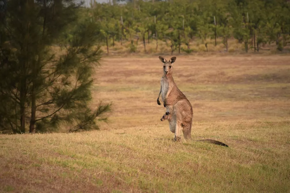 Which Three States Allow This Exotic Animal, We Can’t Own in Minnesota?