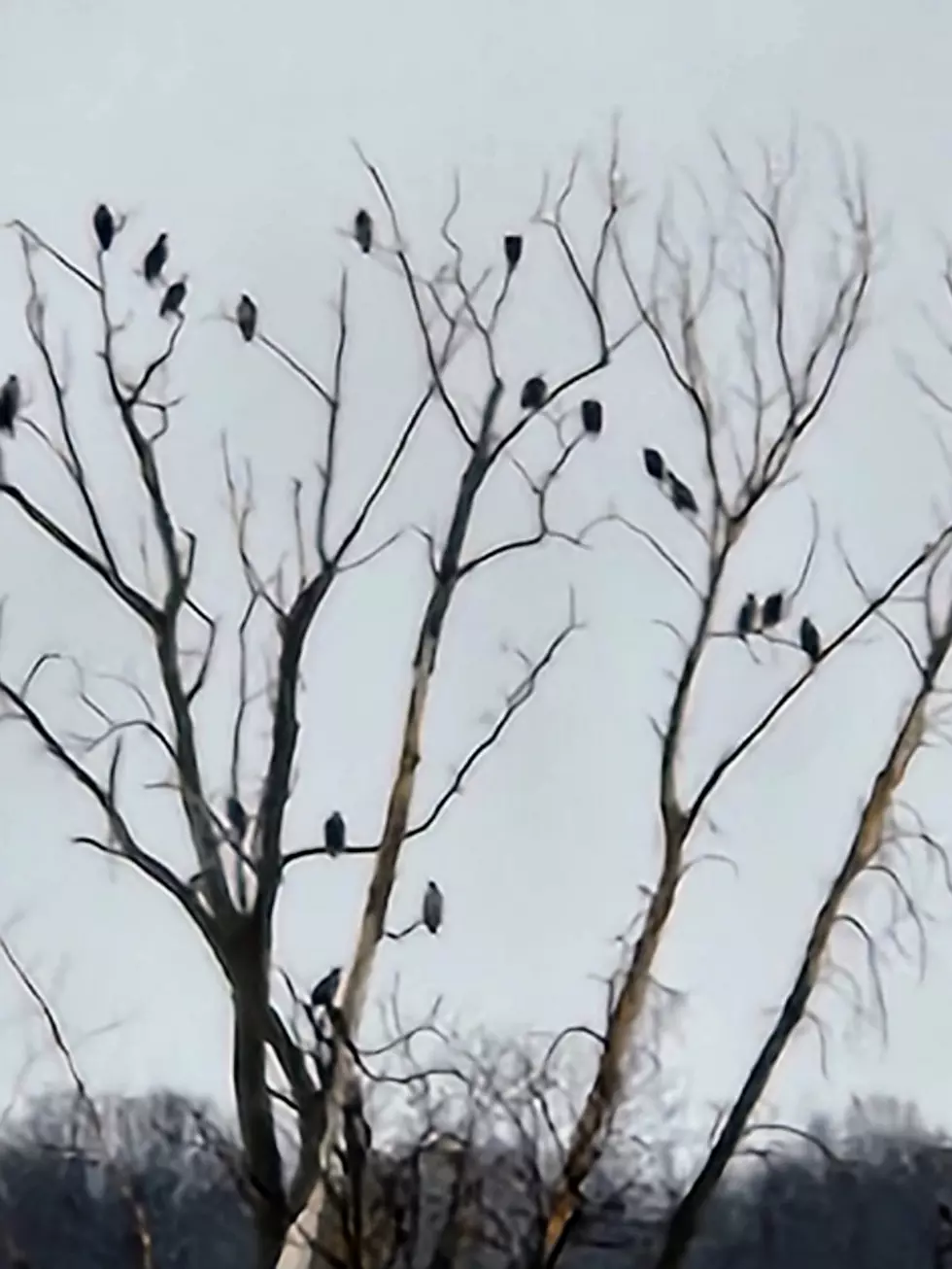 Must-See Photo Proves This Majestic Bird Has Made a Come Back in Minnesota