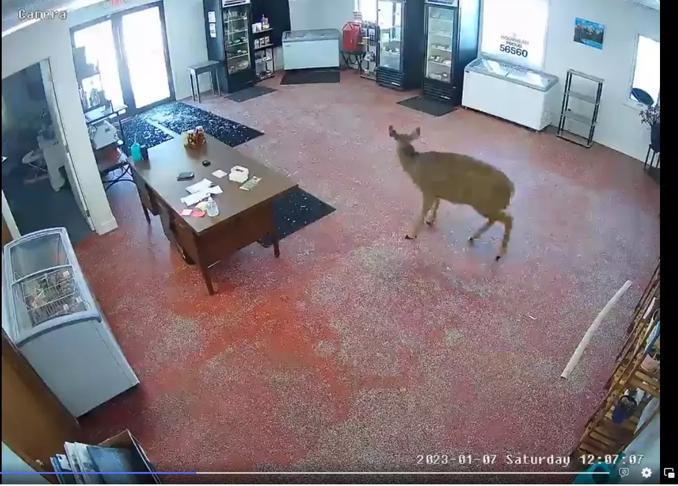 Oh My! Scared Deer Didn’t Know it Crashed Into The Wrong Minnesota Shop