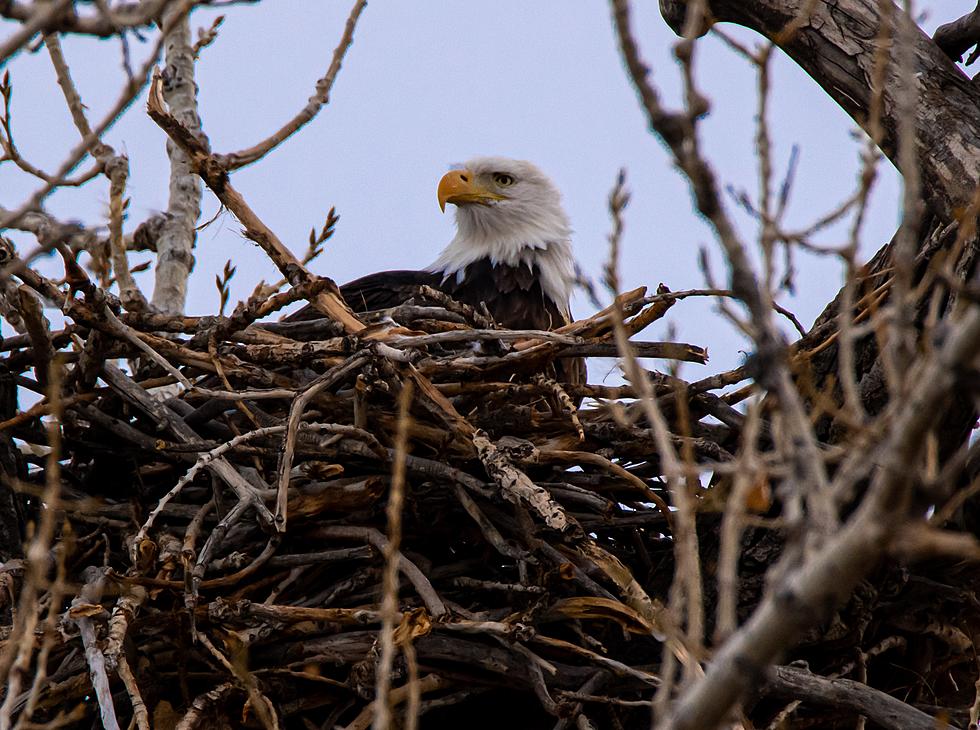 Exciting, See First Eagle Egg of the Year on Minnesota EagleCam