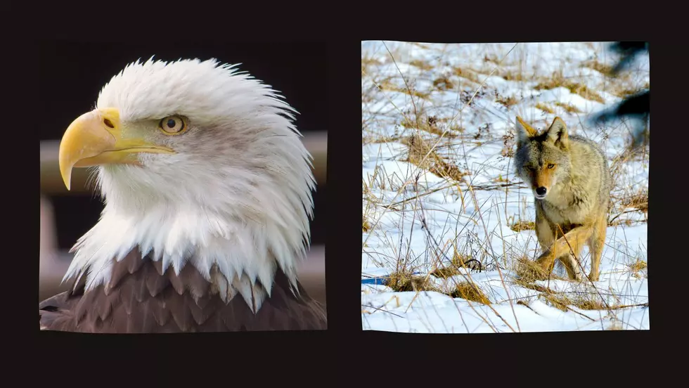 Eagle Vs. Coyote on Minnesota Trail Cam: Who Do You Think Wins?
