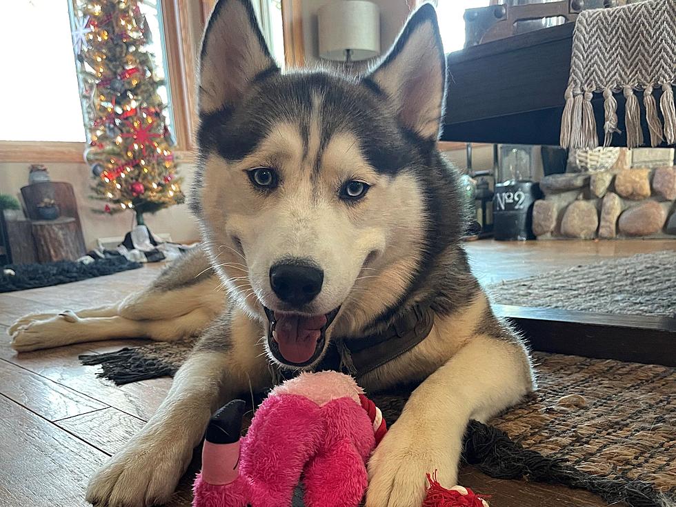 UPDATE: Husky Found That Escaped From Home in St. Cloud