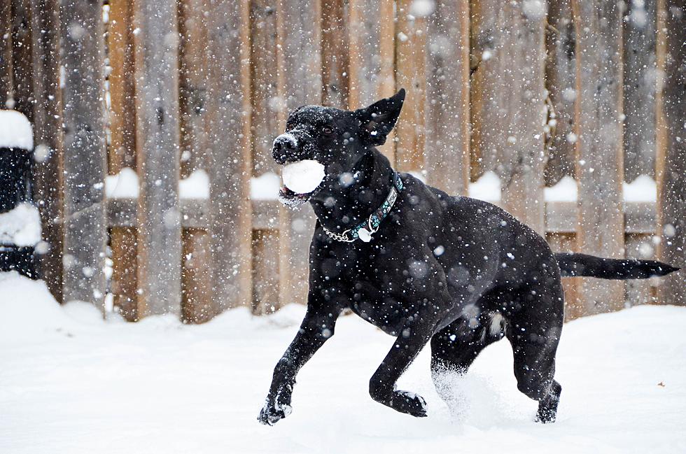 One Problem Minnesota Dog Owners Could Face With All This Snow
