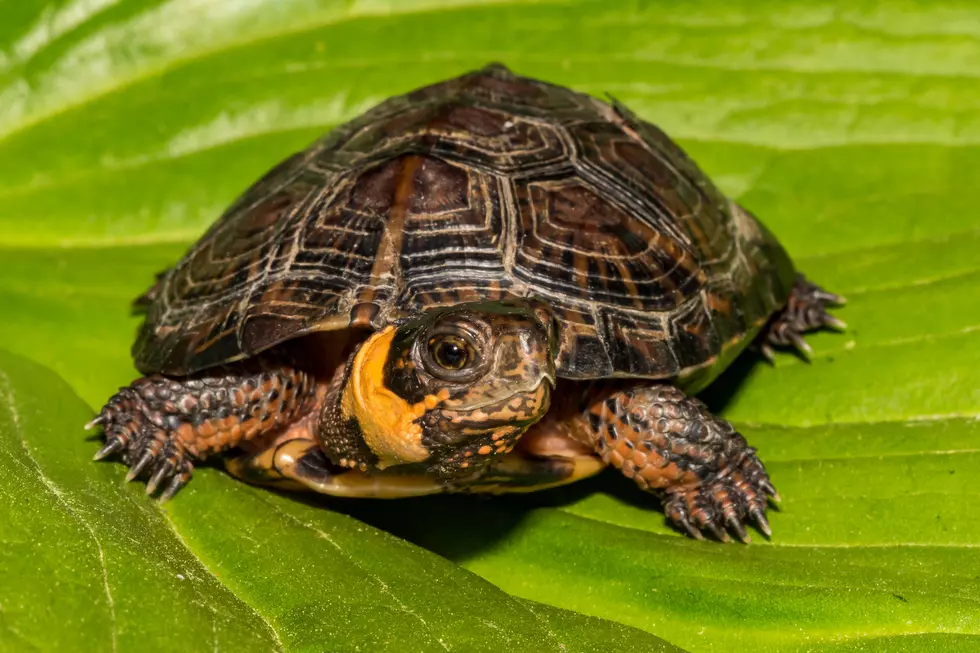 A close up of a Bog Turtle in New England