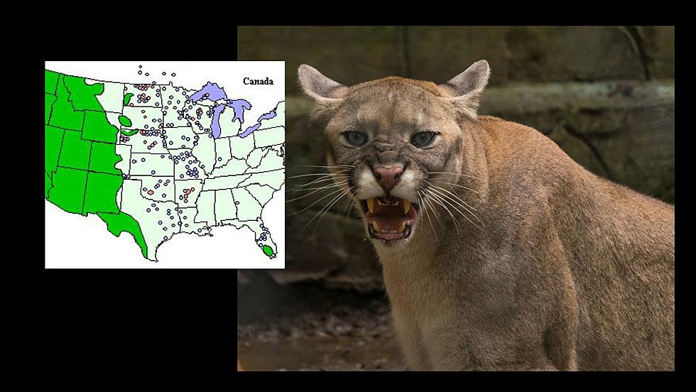 Cougars; Furry, Ferocious, And In The Midwest (VIDEO/PHOTO)
