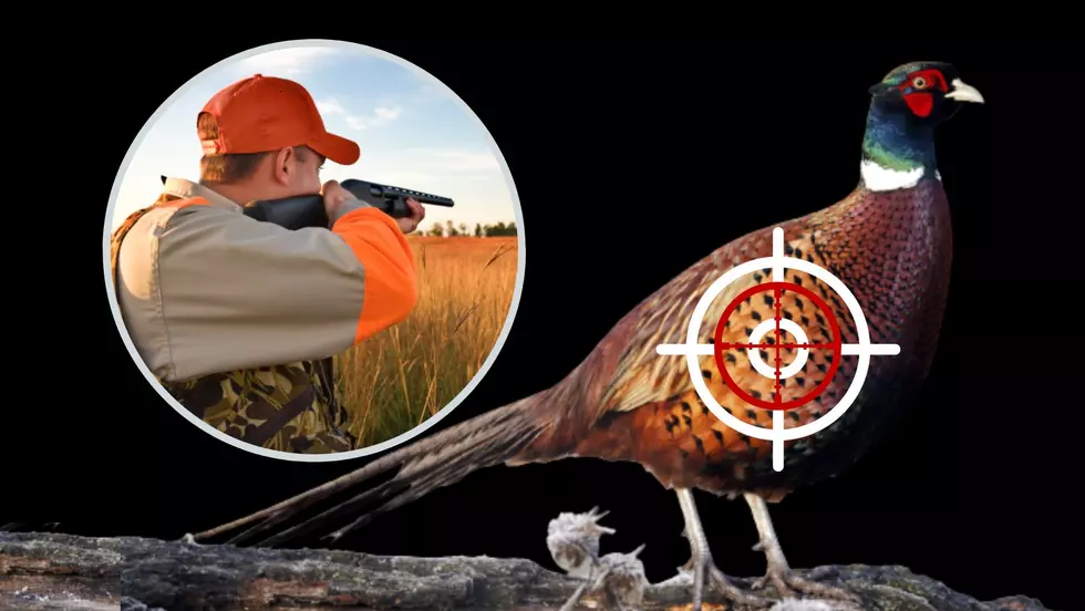 Pheasant Season Is Here For Iowa: Get Out And Hunt