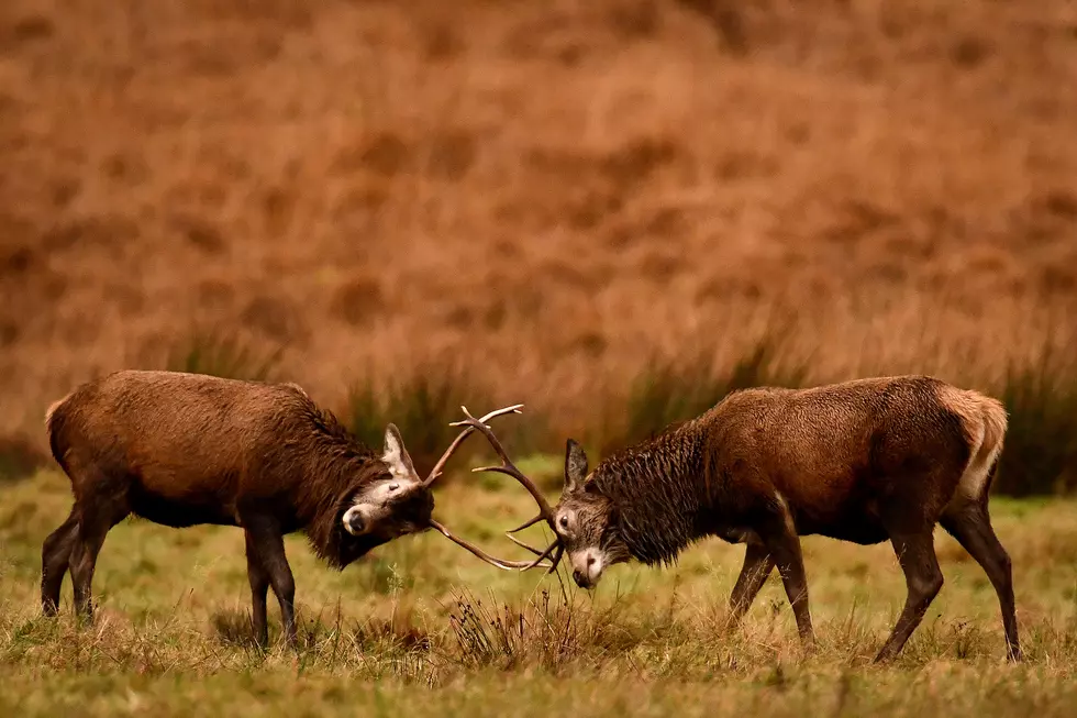 Red Deer At Glen Etive