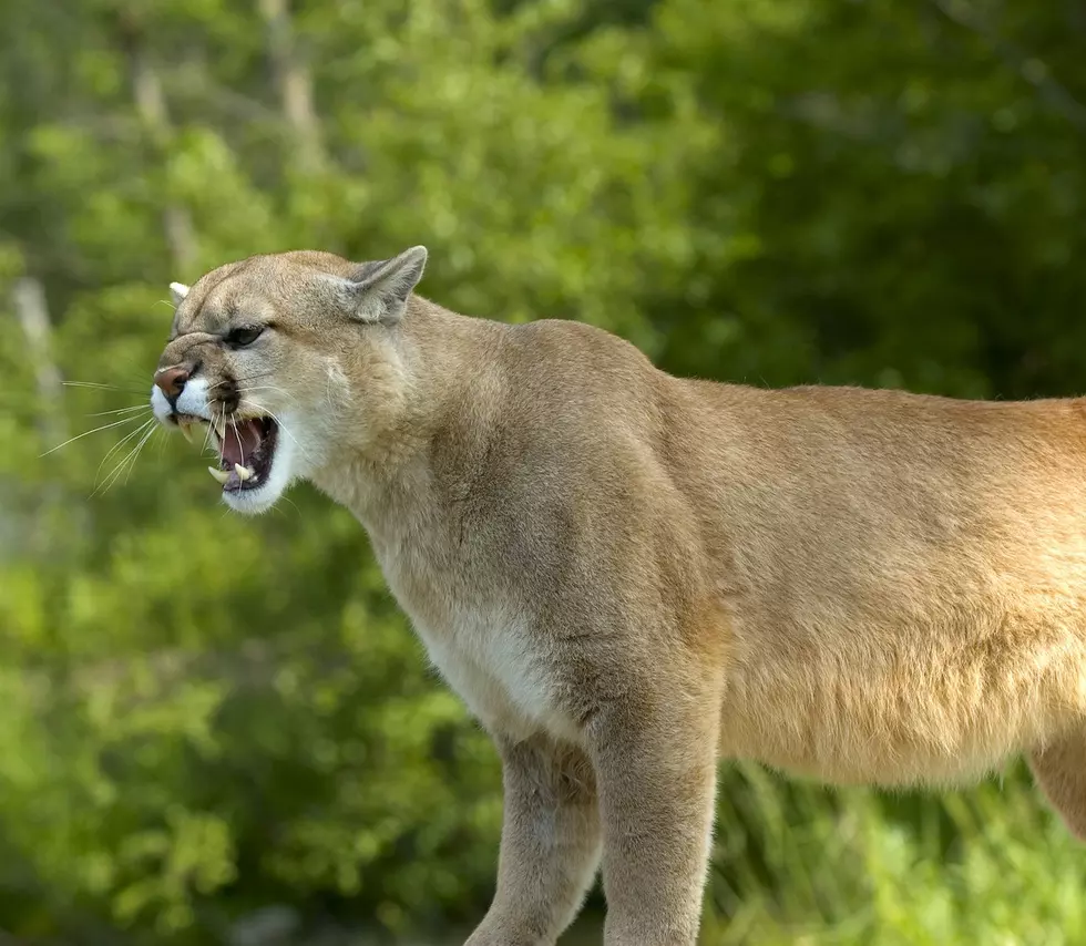 Cougar growling displaying teeth. Photographed in Minnesota USA.