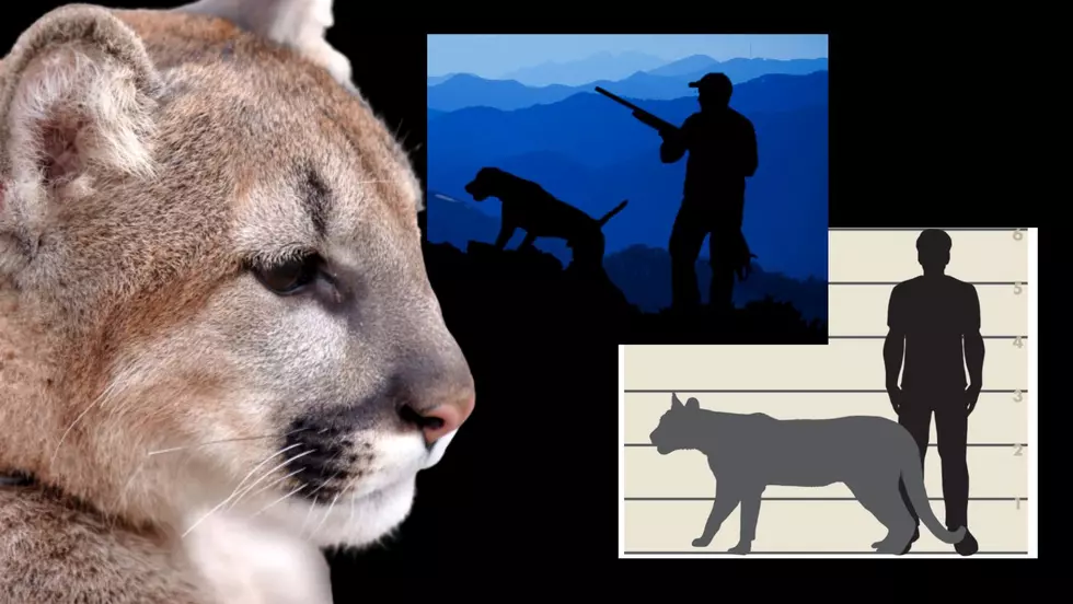 Hunting Season Opens Amidst Increased Cougar Sightings