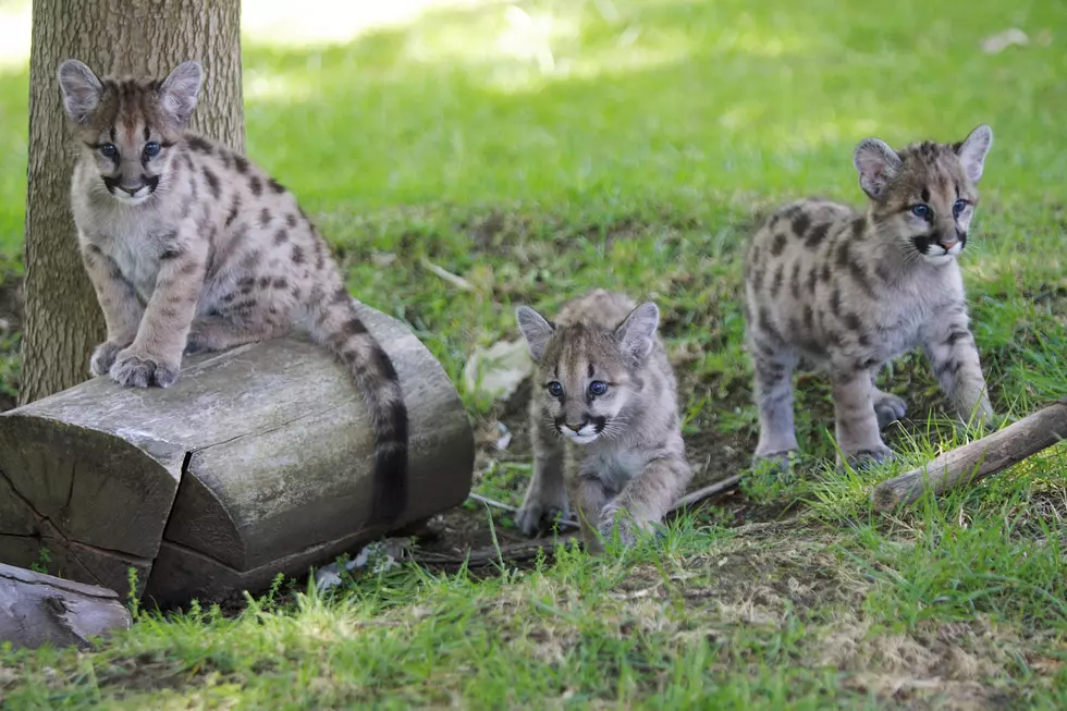 Rescued Cougar Cubs Make New Home In California