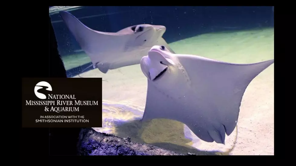 River Museum Welcomes New Sting Rays Following December’s “System Failure” Deaths