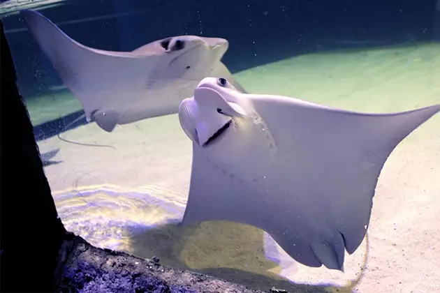 Cownose Rays Are Going to Need a Bigger Pool - The New York Times