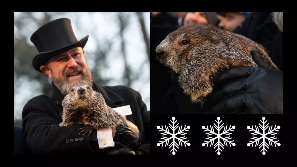 Happy Groundhog Day! Fat, Furry Rodent Brings 6 More Weeks Of Winter!