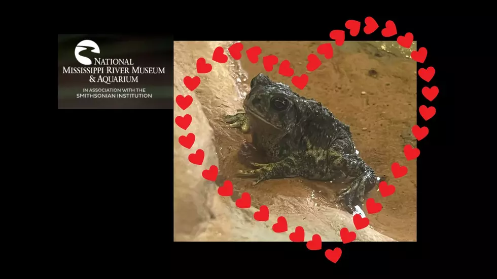 Fall “Toad-ally” in Love at the Mississippi River Museum