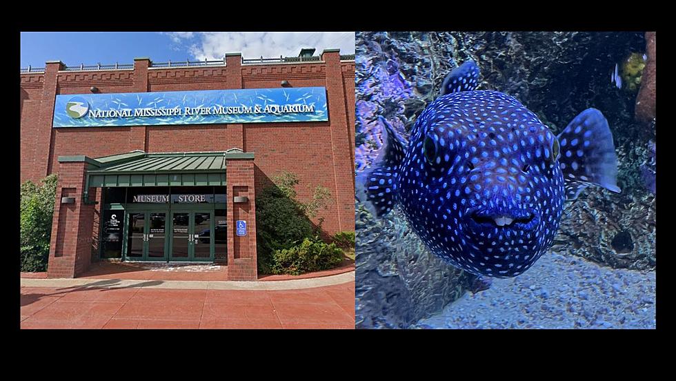 Rivers to the Sea Now Open at the National Mississippi River Museum