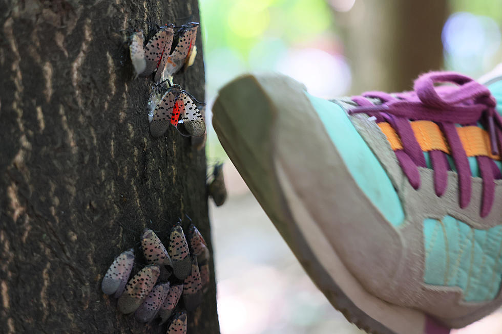 Invasive Bug Found In Illinois For First Time