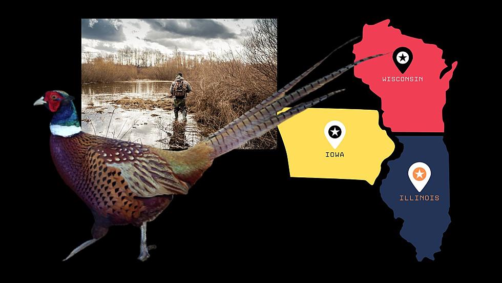 Wisconsin DNR Reports Show Decrease in Some Bird Populations