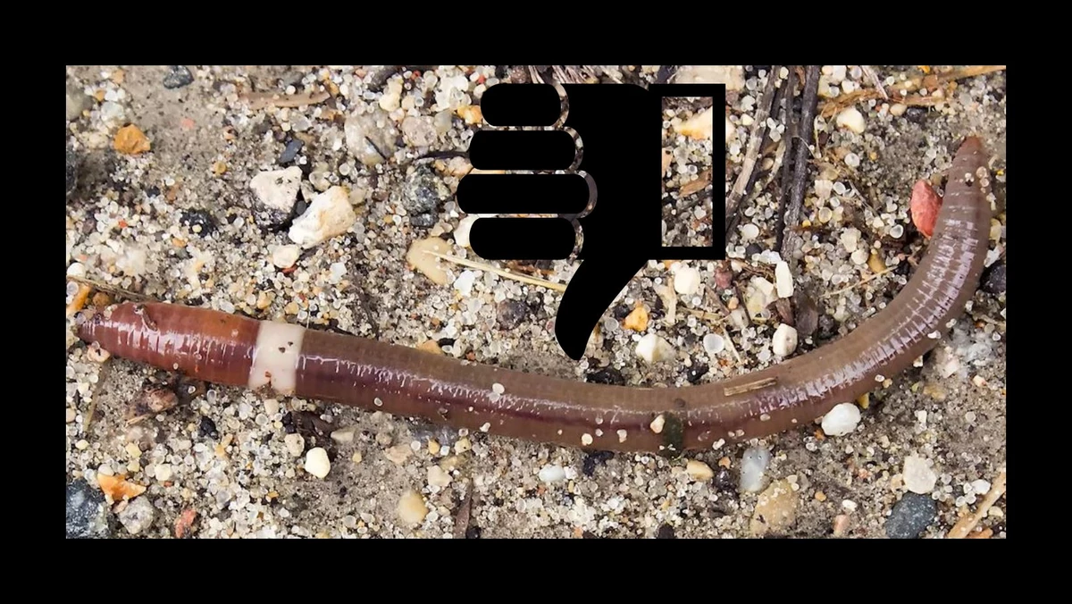 Live Canadian Nightcrawler Worms Pet Bird Food - Health Living