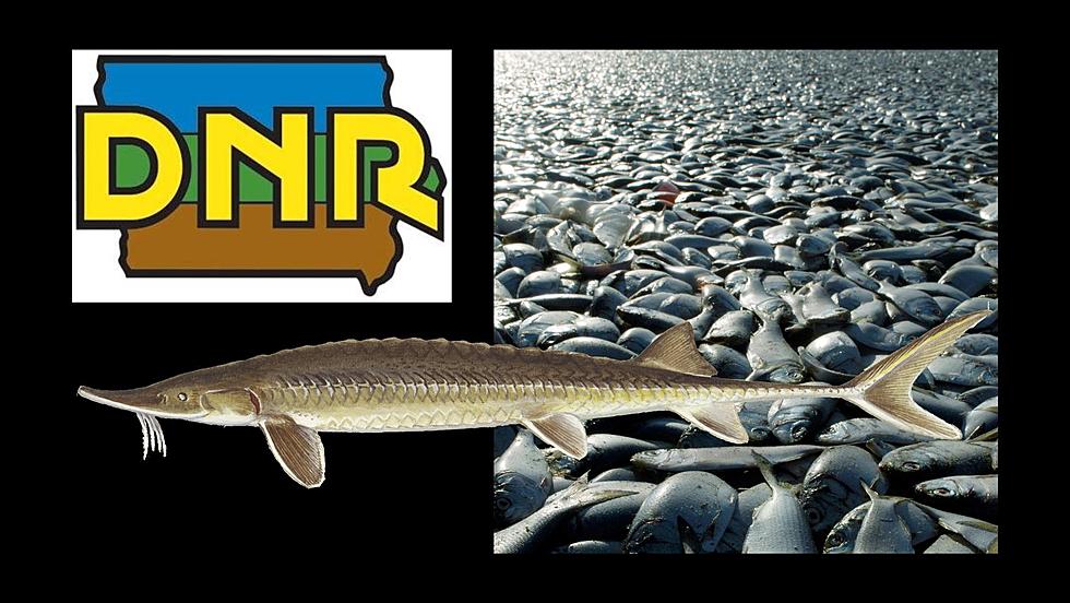 Iowa DNR Identified What Killed 20,000 Fish this Summer