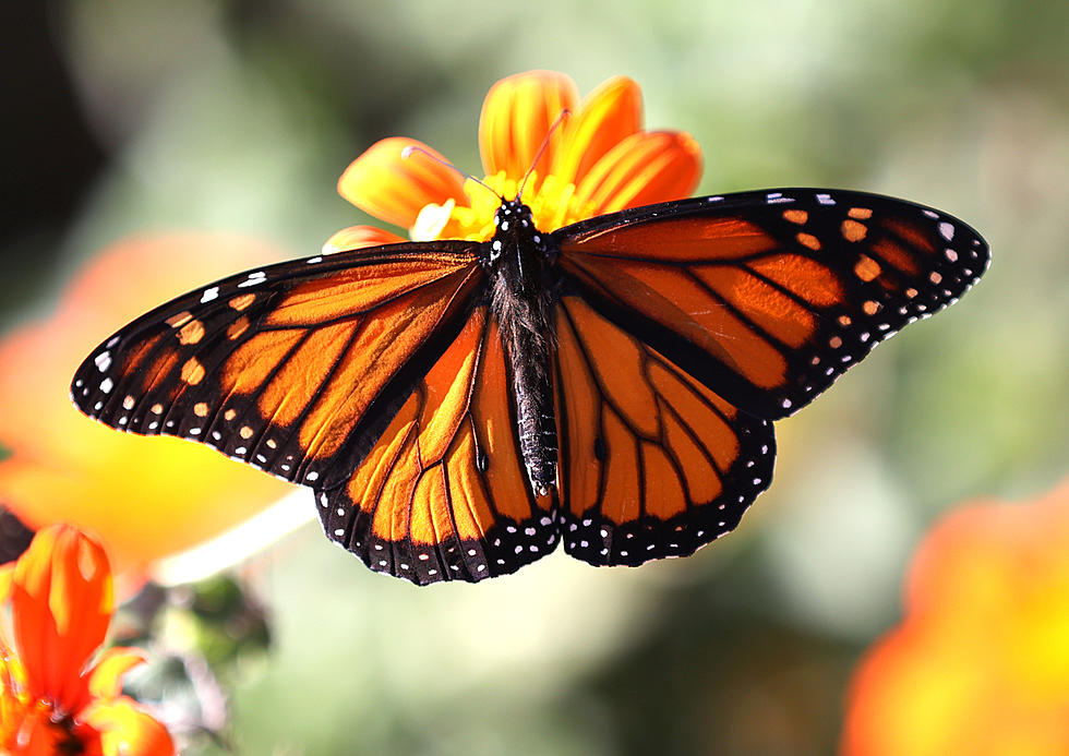 Wisconsin DNR Stresses the Importance of Monarchs
