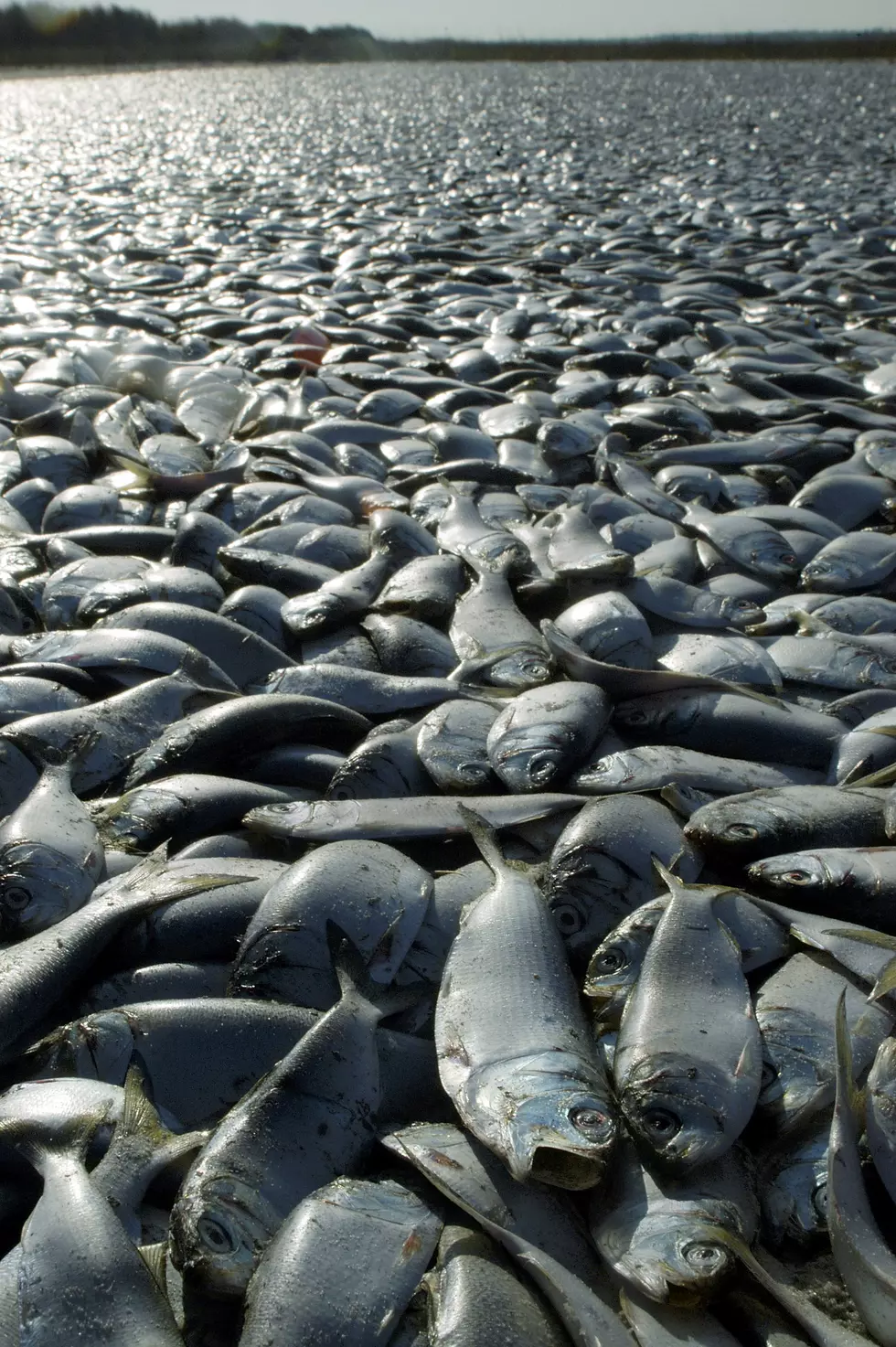 Iowa Fish Kill of 750,000 Due to Fertilizer Leak