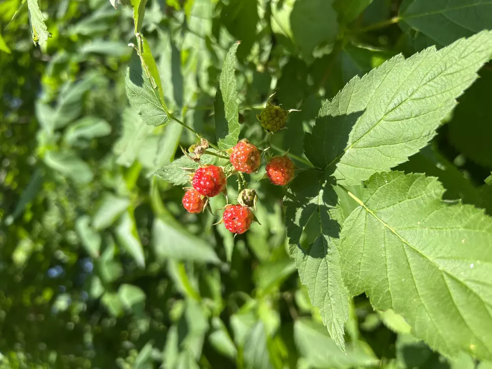 Credit: Tom Ehlers Unripe Black Raspberries