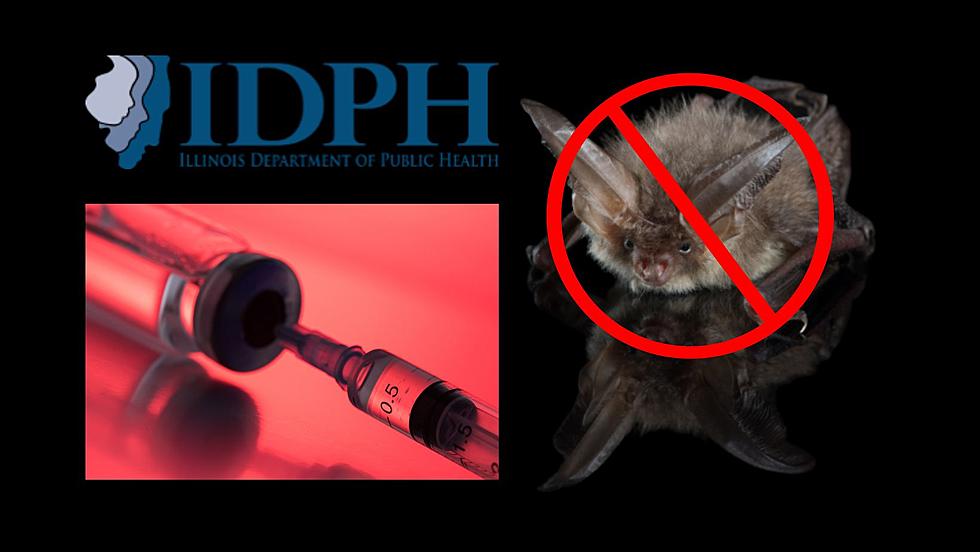 Illinois Department of Health Issues Warning Over Rabid Bats