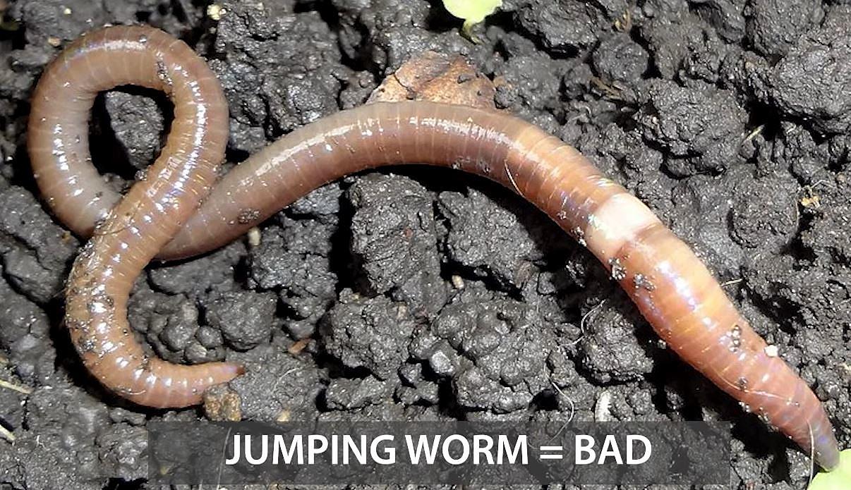 Asian Jumping Worms Invade Iowa, Illinois, Wisconsin, and Midwest